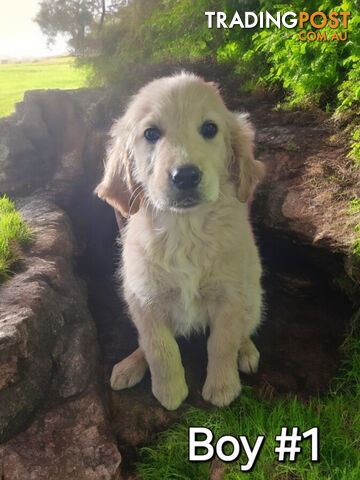 STUNNING PUREBRED GOLDEN RETREIVER PUPPIES