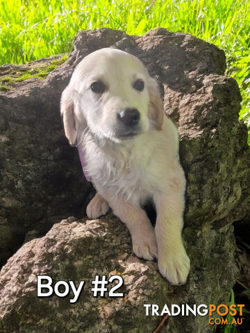 STUNNING PUREBRED GOLDEN RETREIVER PUPPIES