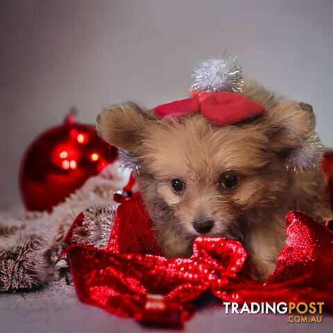 ADORABLE TEACUP POMAPOO PUPPIES