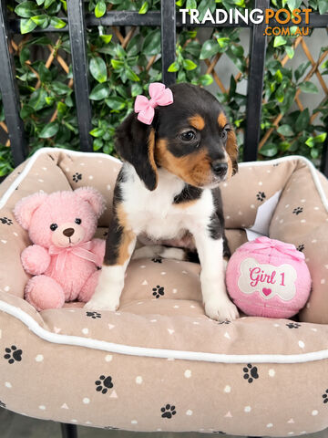 ABSOLUTELY STUNNING BEAGLIER PUPPIES READY NOW