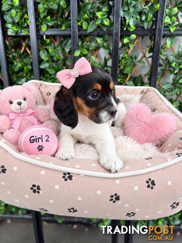 ABSOLUTELY STUNNING BEAGLIER PUPPIES READY NOW