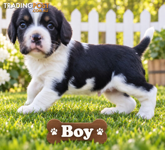 ABSOLUTELY STUNNING BEAGLIER PUPPIES COMING SOON!!!!!