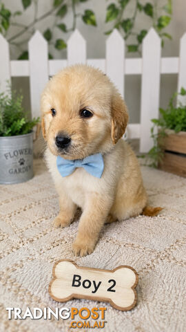 LAST 2 ABSOLUTELY STUNNING PUREBRED GOLDEN RETRIEVER PUPPIES