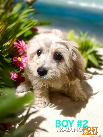 BEAUTIFUL SWEET CAVACHON PUPPIES 