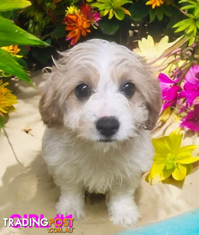 BEAUTIFUL SWEET CAVACHON PUPPIES 