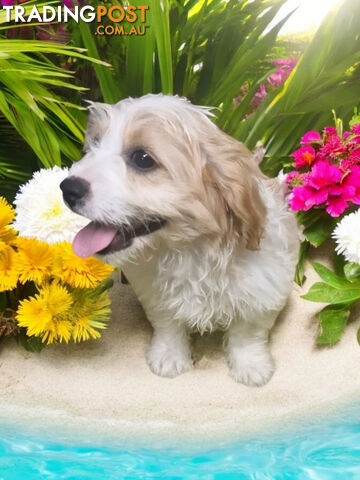 BEAUTIFUL SWEET CAVACHON PUPPIES 