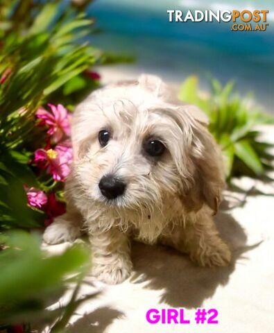 BEAUTIFUL SWEET CAVACHON PUPPIES 