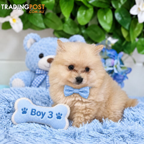 ONLY 3 ADORABLE TINY FLUFFY POMERANIANPUPPIES LEFT!!!