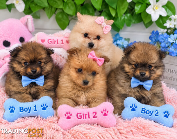 BEAUTIFUL FLUFFY POMERANIAN PUPPIES ARE READY FOR THEIR NEW HOMES!!!