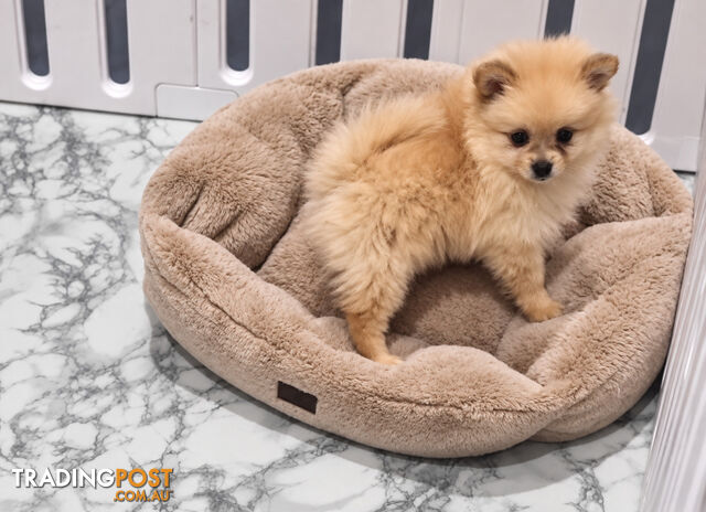 ONLY 3 ADORABLE TINY FLUFFY POMERANIANPUPPIES LEFT!!!