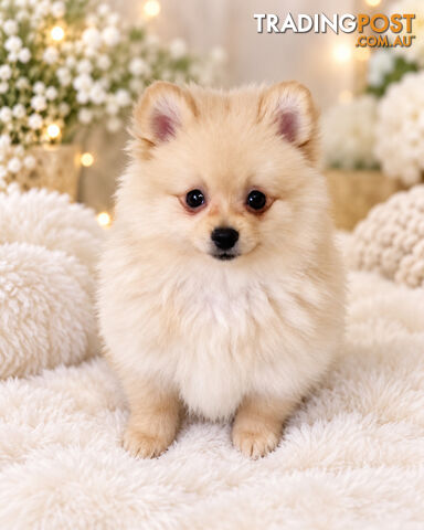 LAST ADORABLE TINY FLUFFY POMERANIAN BOY!!!