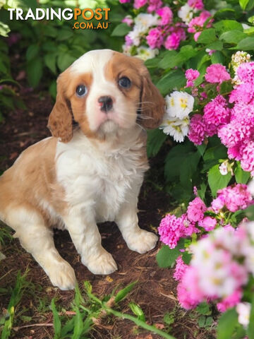 ADORABLE BEAGLIER PUPPIES  