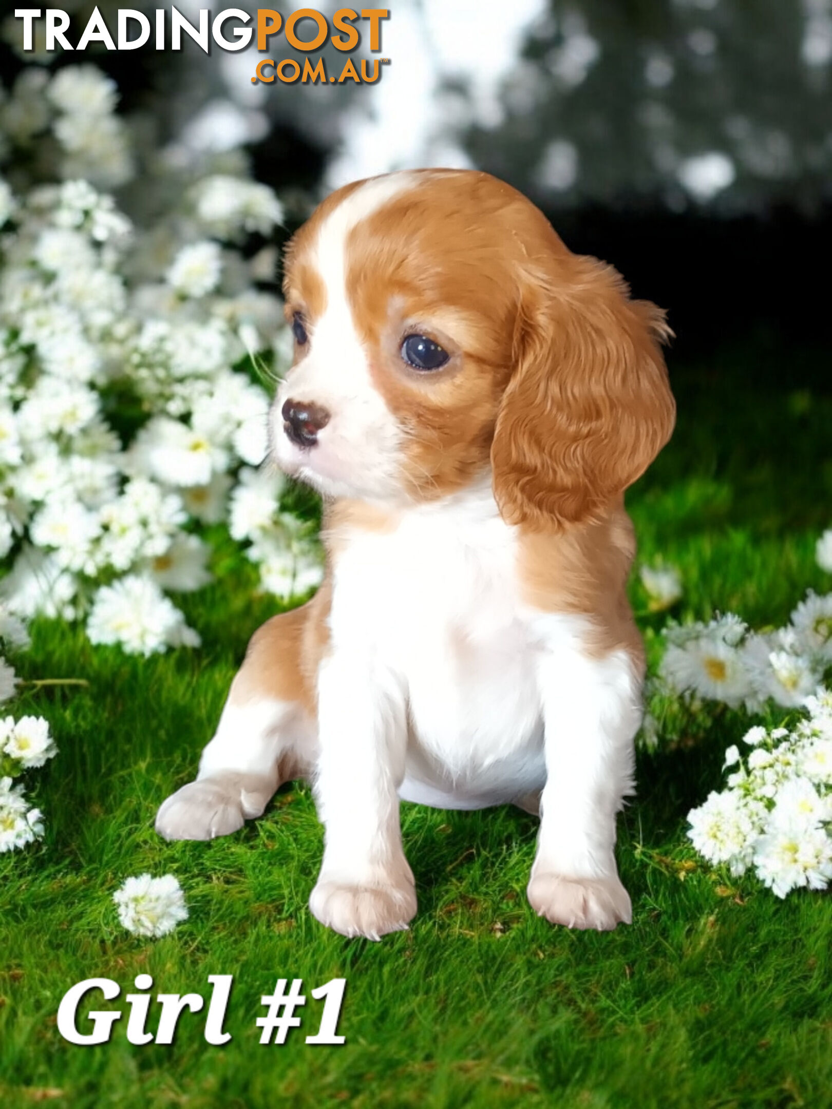 ADORABLE BEAGLIER PUPPIES  