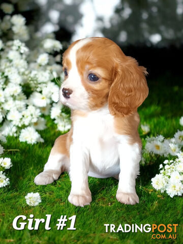 ADORABLE BEAGLIER PUPPIES  