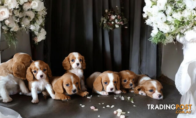 ADORABLE BEAGLIER PUPPIES  