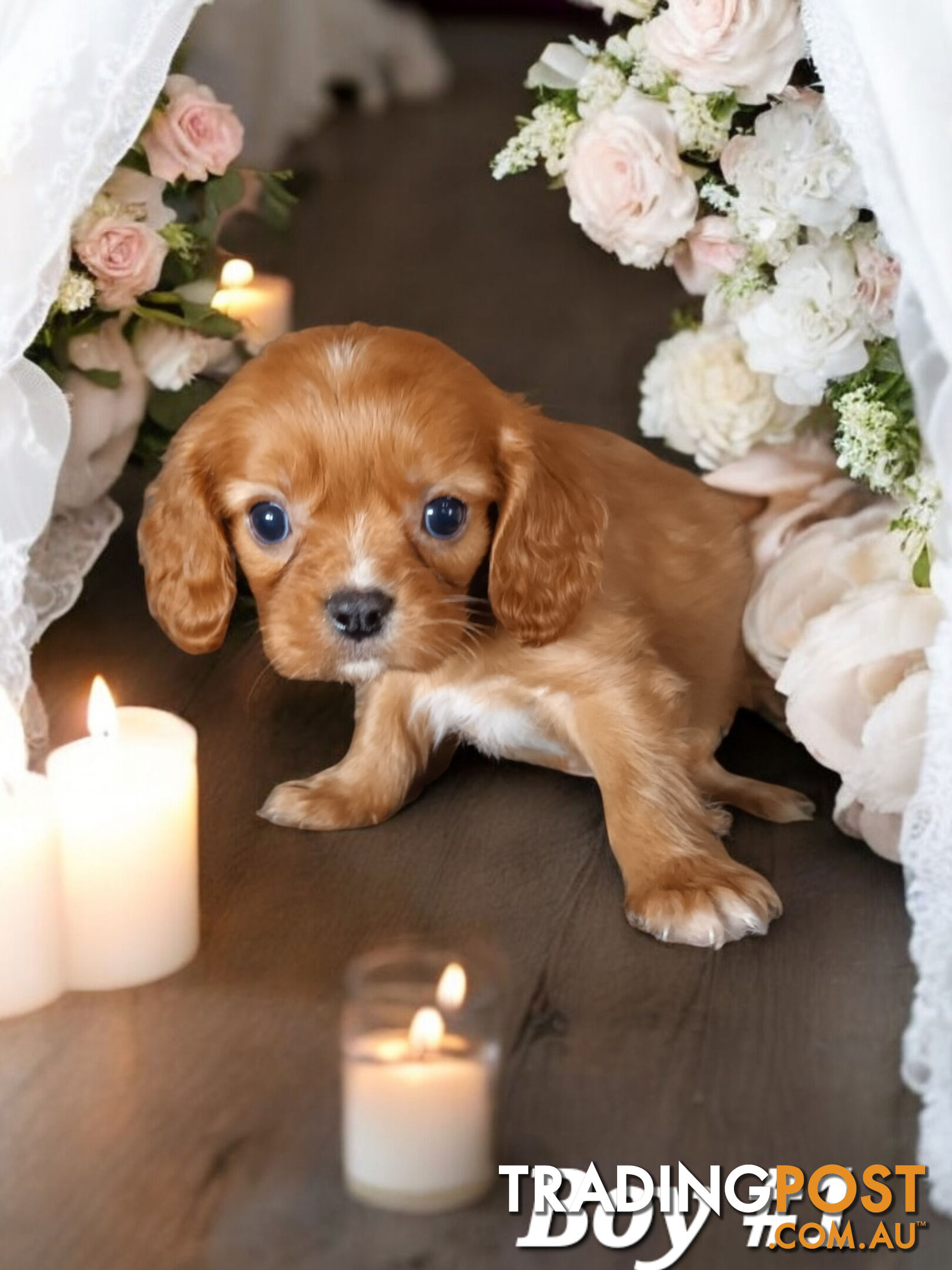 ADORABLE BEAGLIER PUPPIES  