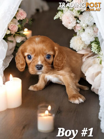 ADORABLE BEAGLIER PUPPIES  