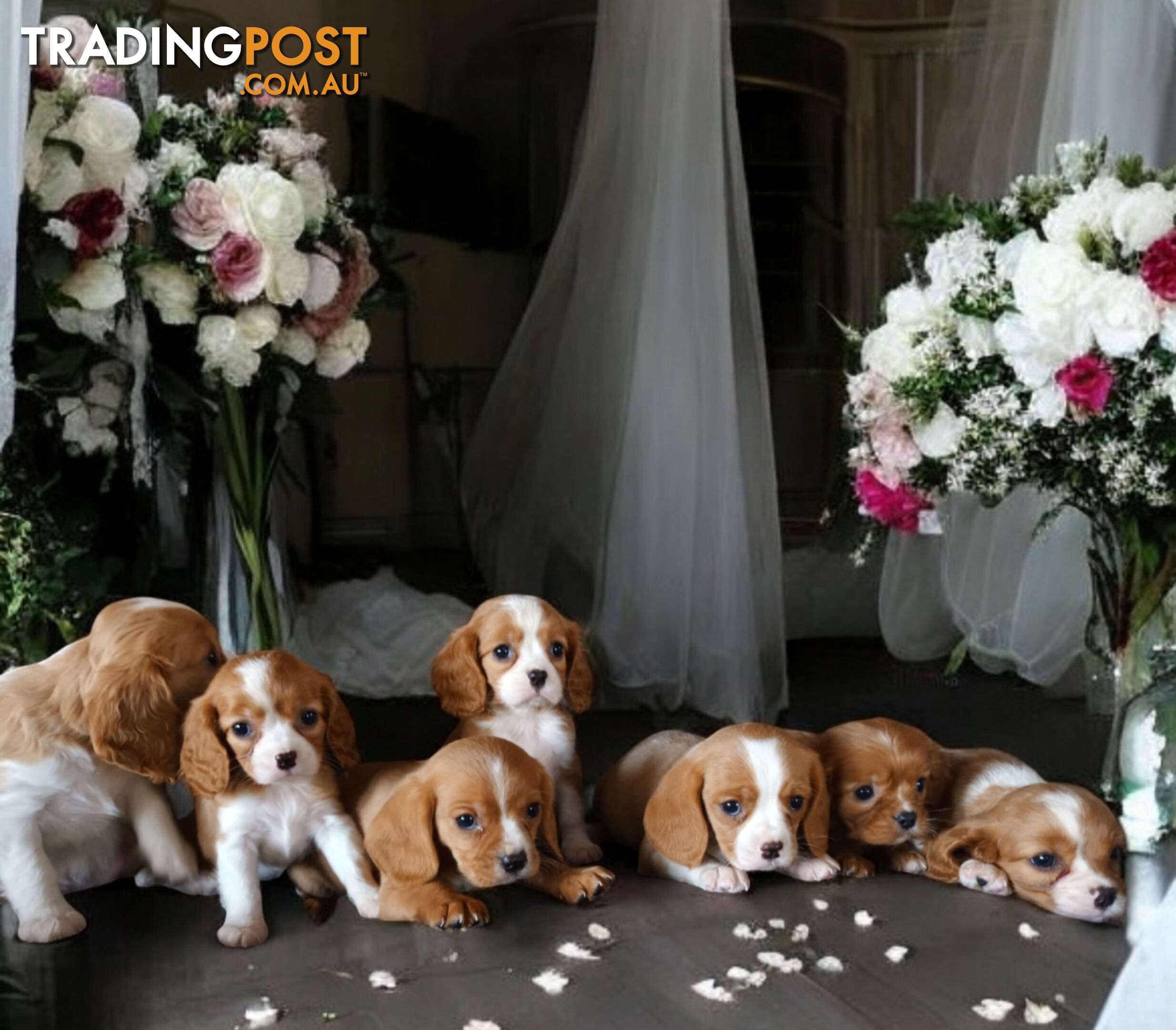 ADORABLE BEAGLIER PUPPIES  