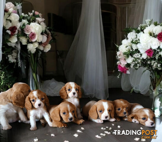 ADORABLE BEAGLIER PUPPIES  