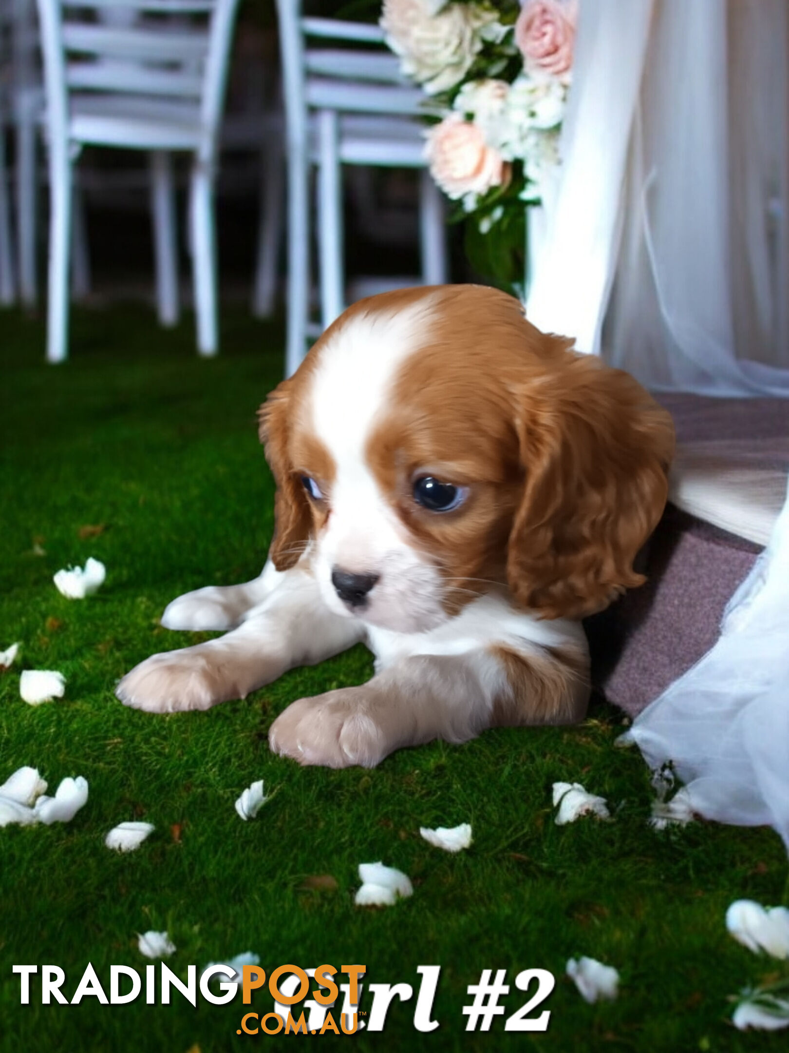 ADORABLE BEAGLIER PUPPIES  