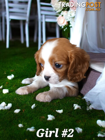 ADORABLE BEAGLIER PUPPIES  