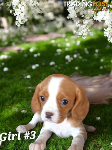 ADORABLE BEAGLIER PUPPIES  