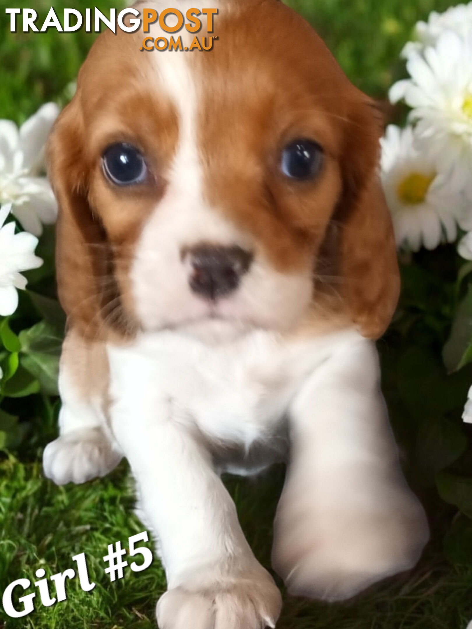 ADORABLE BEAGLIER PUPPIES  