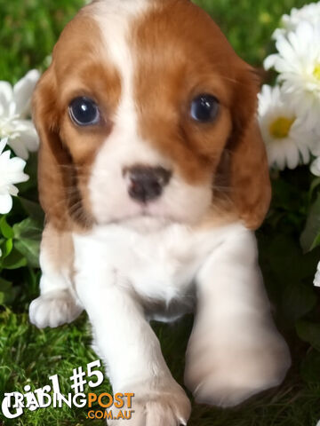 ADORABLE BEAGLIER PUPPIES  