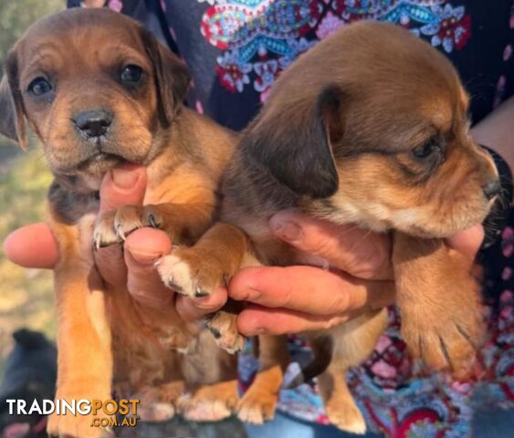 STUNNING BEAGLIER PUPPIES COMING SOON!!!!