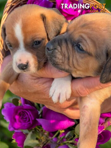 STUNNING BEAGLIER PUPPIES COMING SOON!!!!