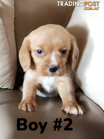 STUNNING BEAGLIER PUPPIES COMING SOON!!!