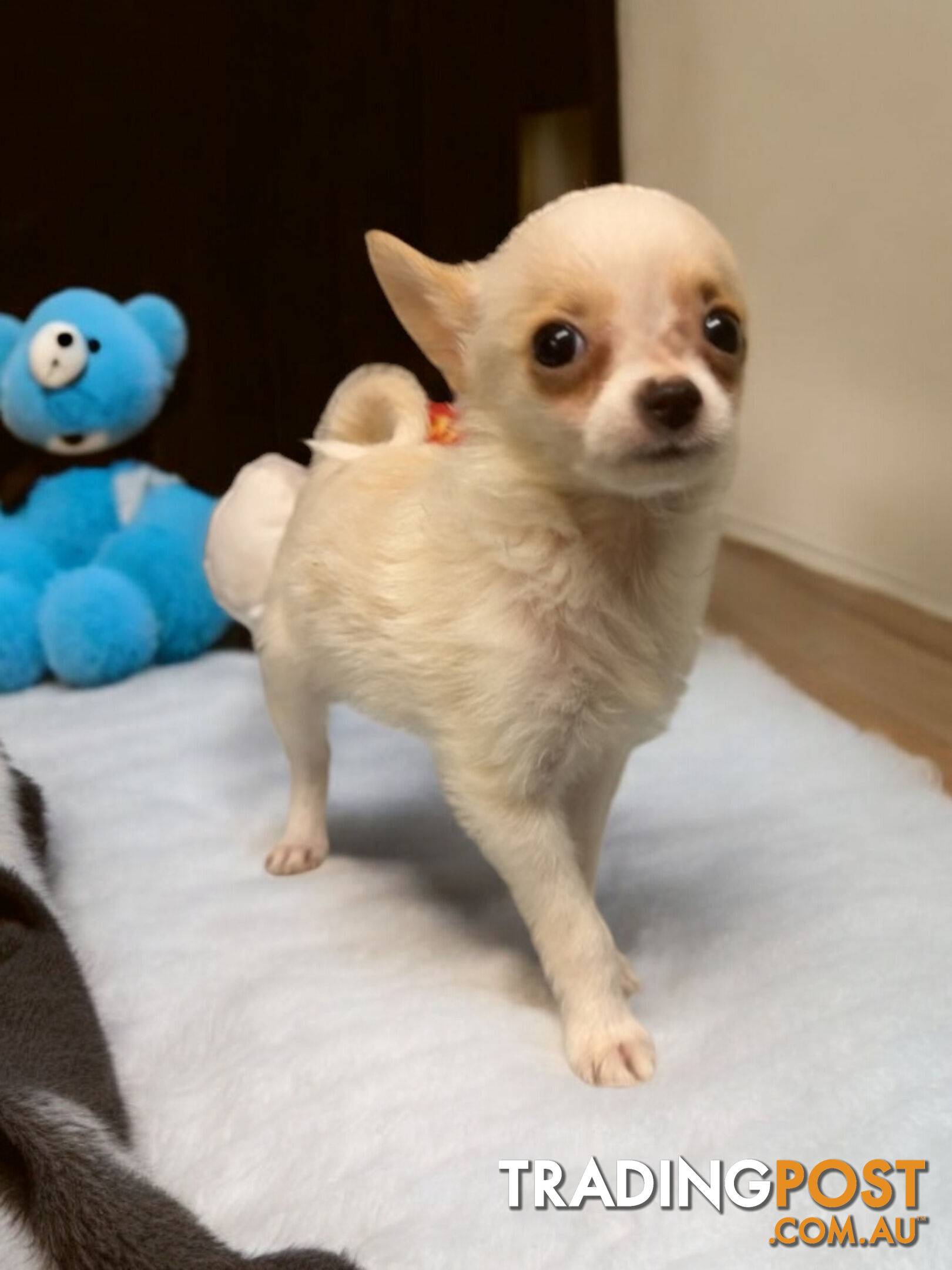 GORGEOUS  POMCHI PUPPIES