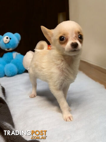 GORGEOUS  POMCHI PUPPIES