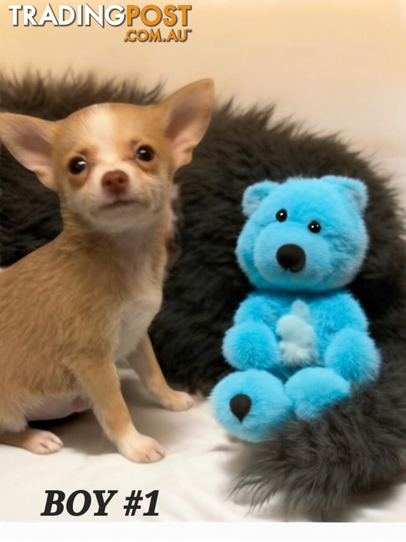 GORGEOUS  POMCHI PUPPIES