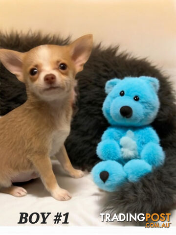 GORGEOUS  POMCHI PUPPIES