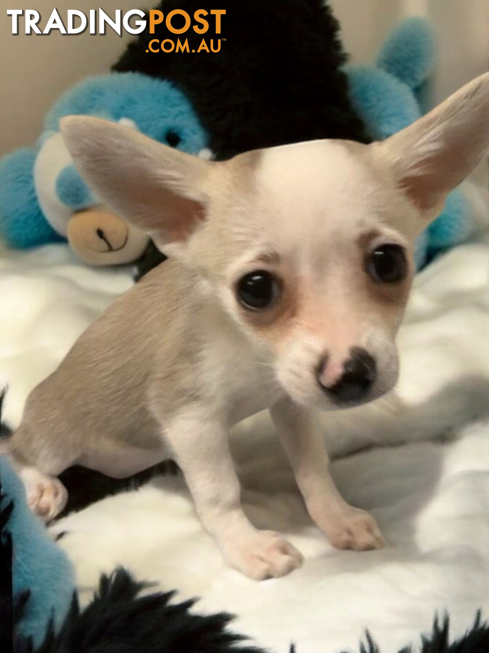 GORGEOUS  POMCHI PUPPIES