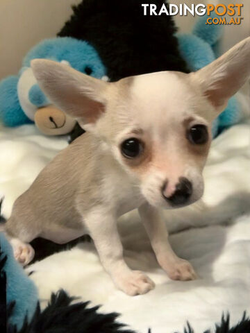 GORGEOUS  POMCHI PUPPIES