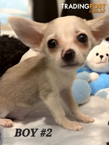 GORGEOUS  POMCHI PUPPIES