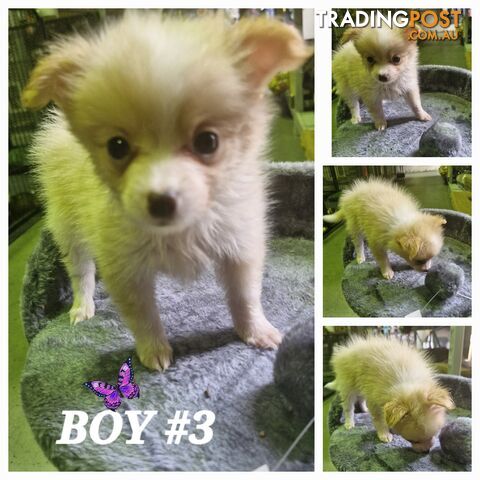 GORGEOUS TEACUP POMCHI PUPPIES