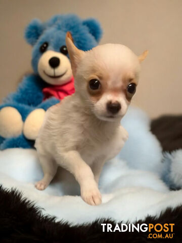 GORGEOUS  POMCHI PUPPIES