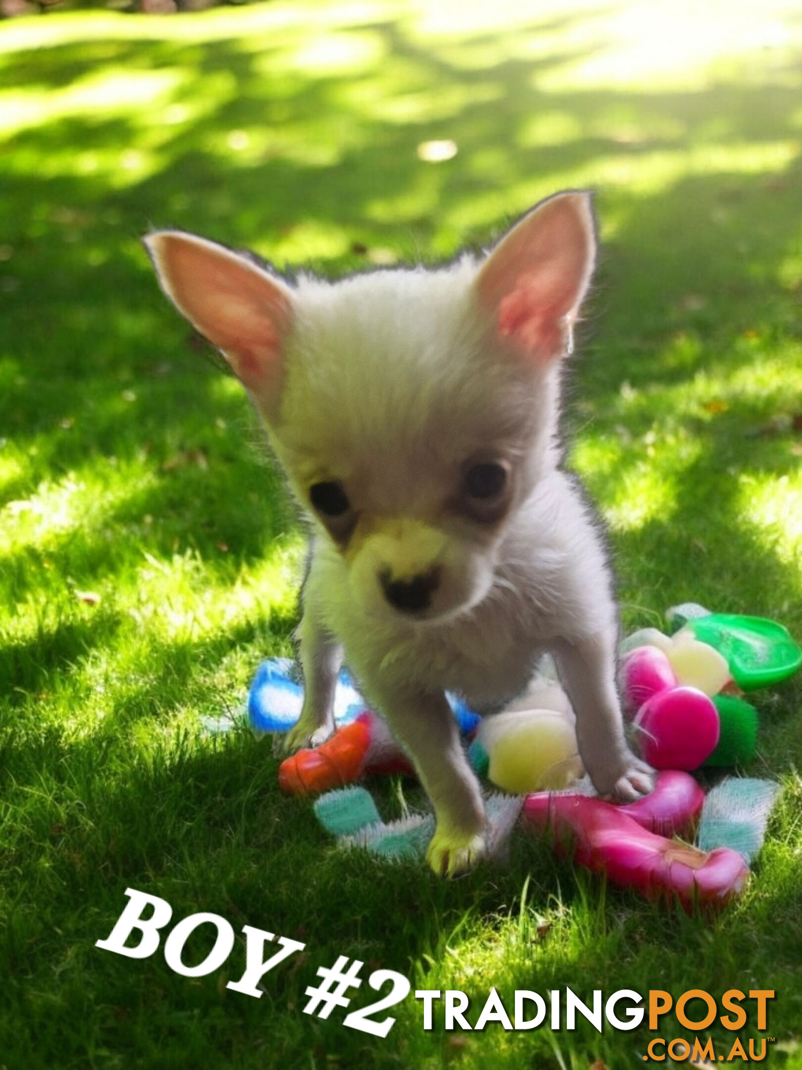 GORGEOUS TEACUP POMCHI PUPPIES