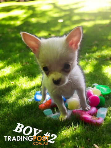 GORGEOUS TEACUP POMCHI PUPPIES