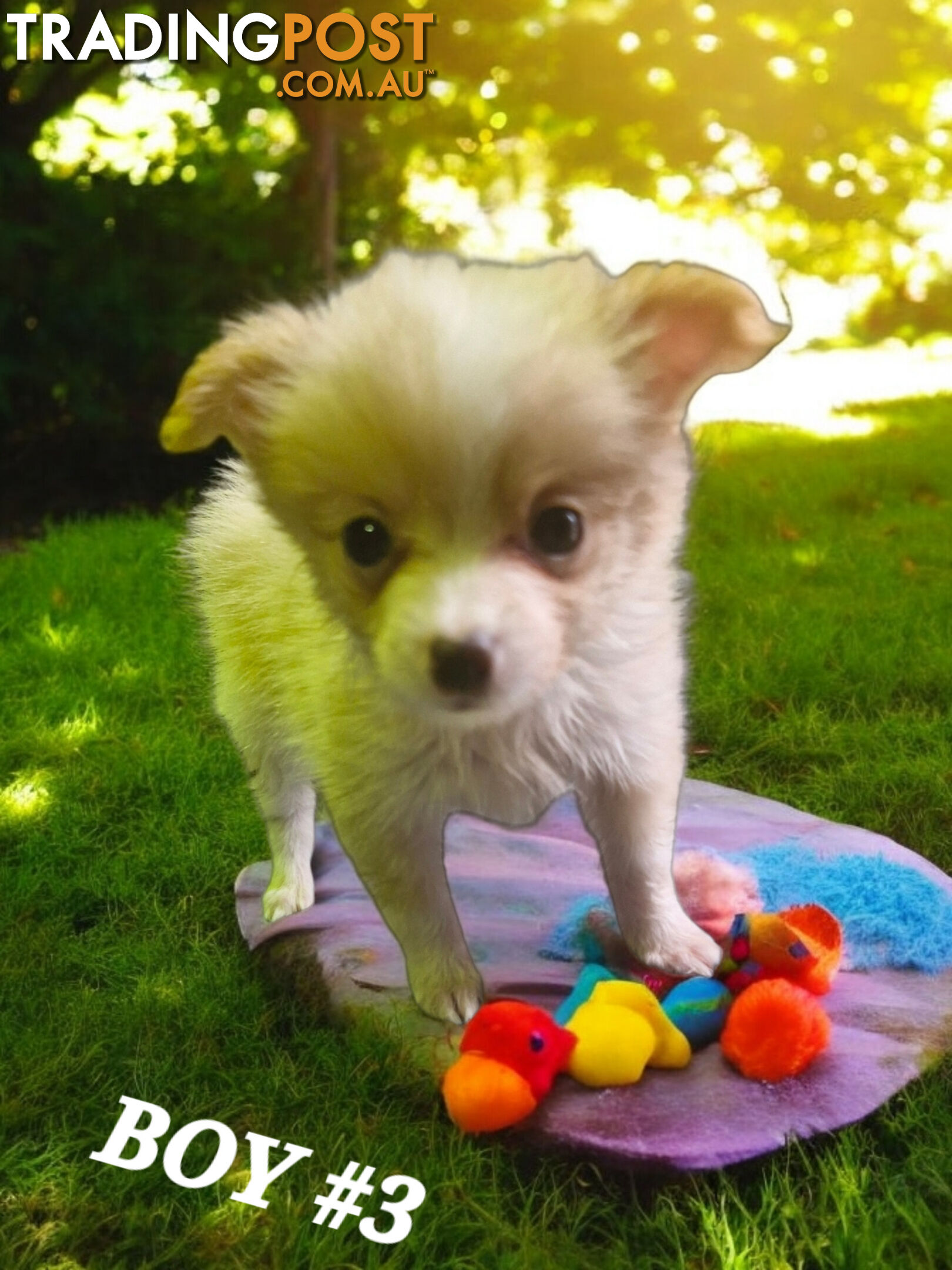 GORGEOUS TEACUP POMCHI PUPPIES