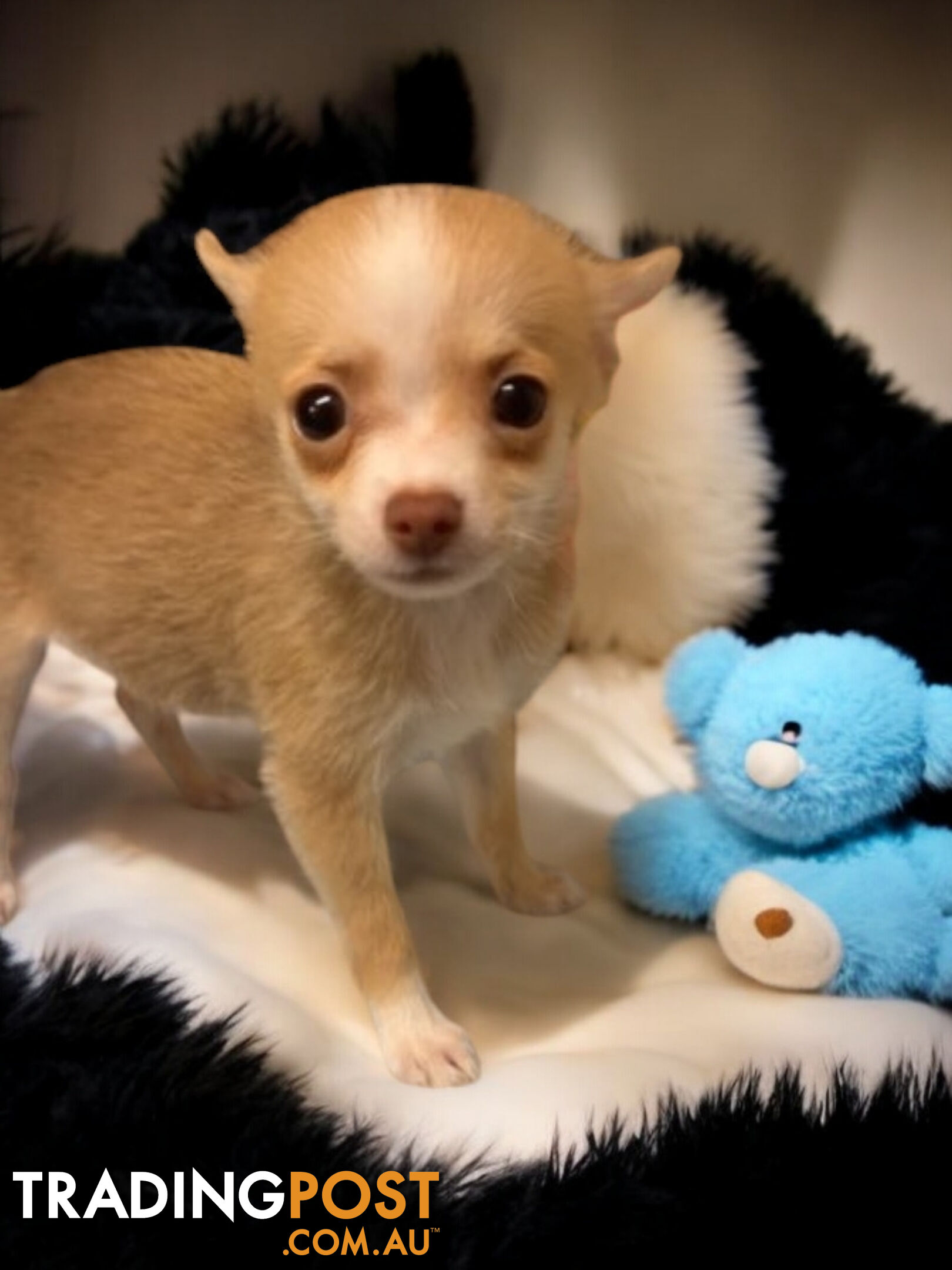 GORGEOUS  POMCHI PUPPIES