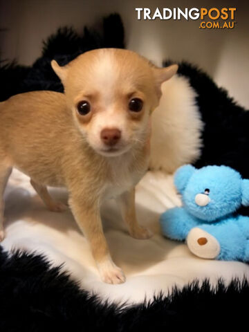 GORGEOUS  POMCHI PUPPIES