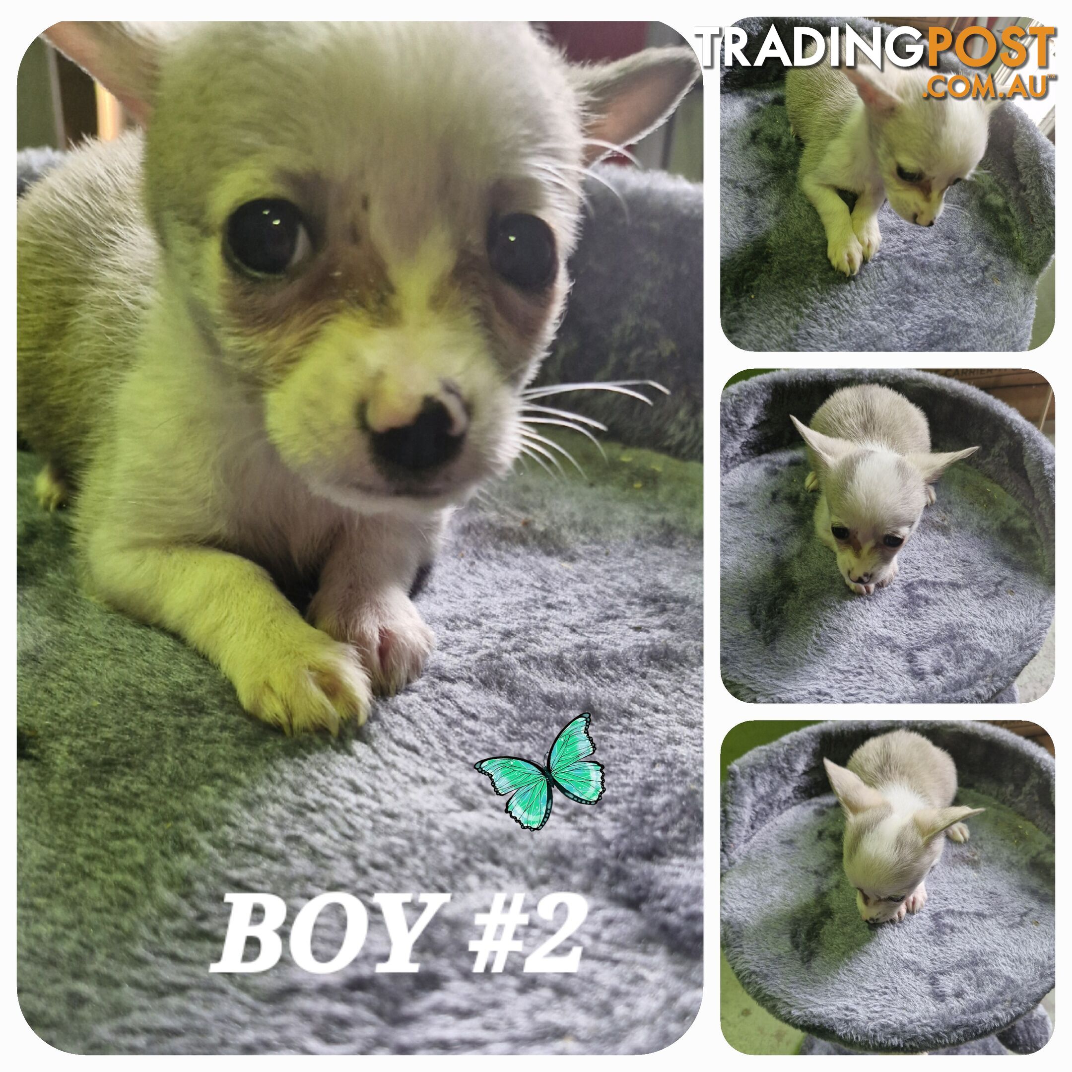 GORGEOUS TEACUP POMCHI PUPPIES