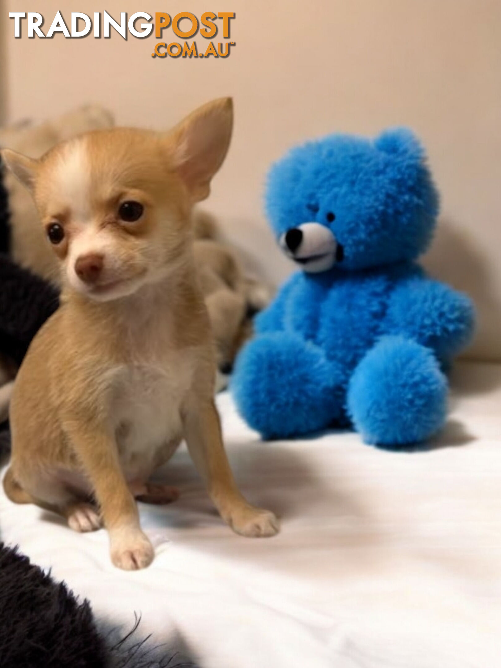 GORGEOUS  POMCHI PUPPIES