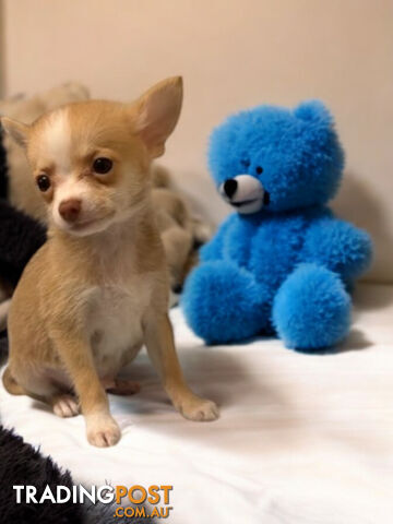 GORGEOUS  POMCHI PUPPIES