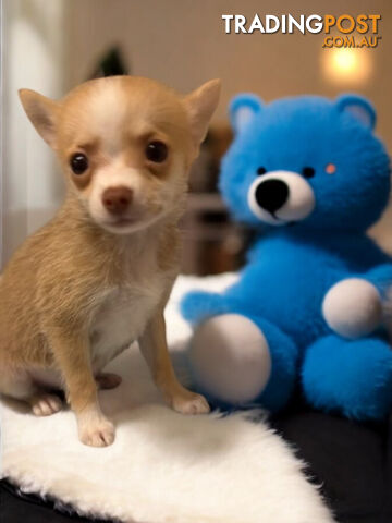 GORGEOUS  POMCHI PUPPIES