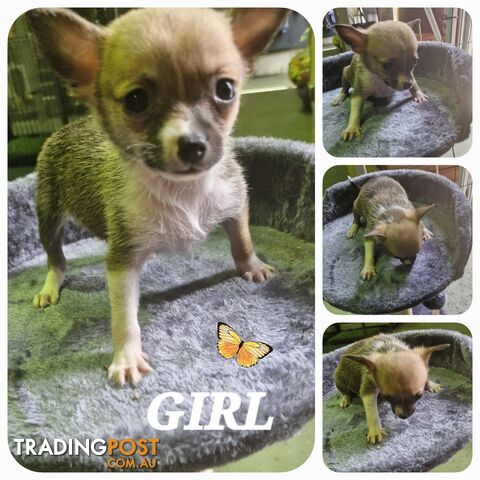 GORGEOUS TEACUP POMCHI PUPPIES